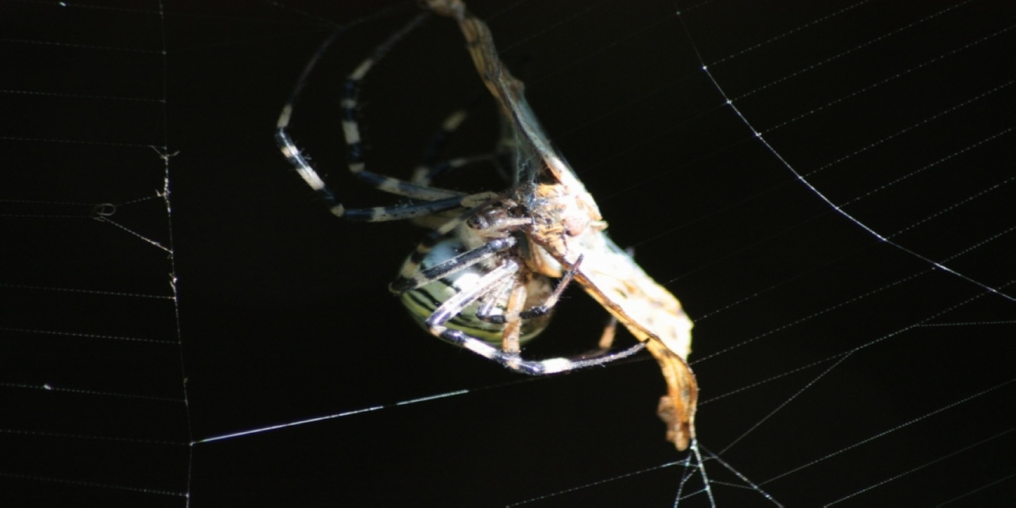 lepidotteri e predatori